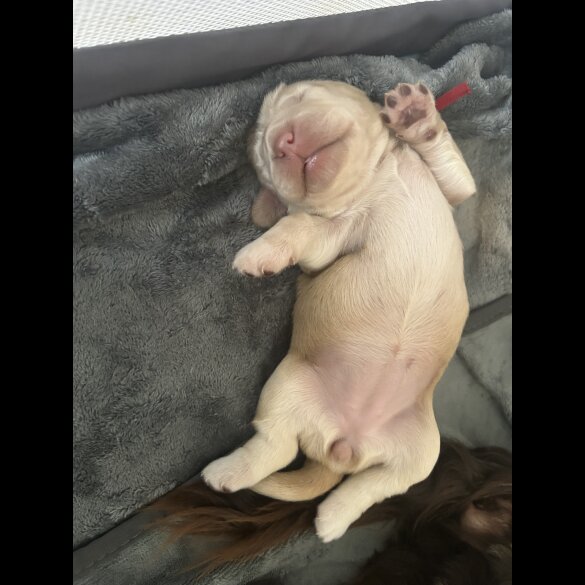 Cocker Spaniel (Working &amp; Show) - Bitches