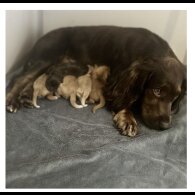 Cocker Spaniel (Working &amp; Show) - Bitches