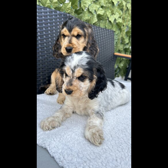 Cocker Spaniel (Working &amp; Show) - Both