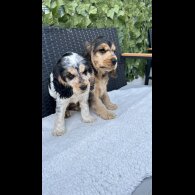 Cocker Spaniel (Working &amp; Show) - Both