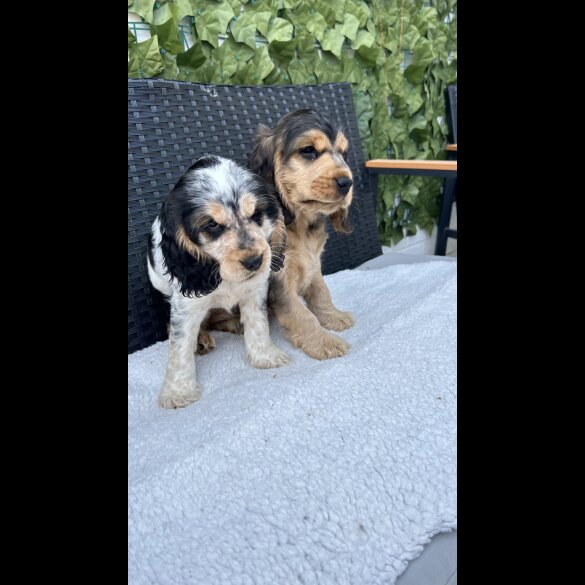 Cocker Spaniel (Working &amp; Show) - Both