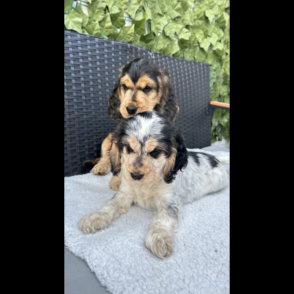 Cocker Spaniel (Working &amp; Show) - Both