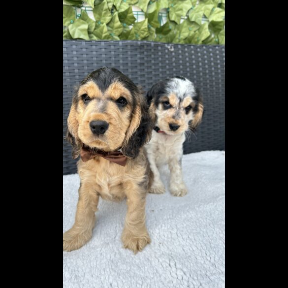Cocker Spaniel (Working &amp; Show) - Both