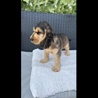 Cocker Spaniel (Working &amp; Show) - Both