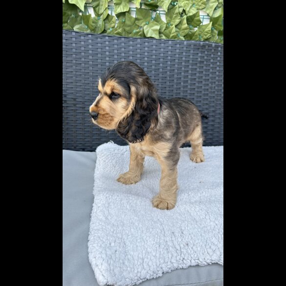 Cocker Spaniel (Working &amp; Show) - Both