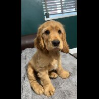 Cocker Spaniel (Working &amp; Show) - Dogs
