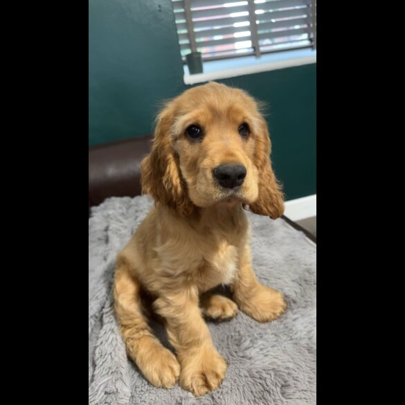 Cocker Spaniel (Working &amp; Show) - Dogs