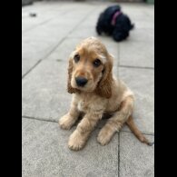Cocker Spaniel (Working &amp; Show) - Dogs