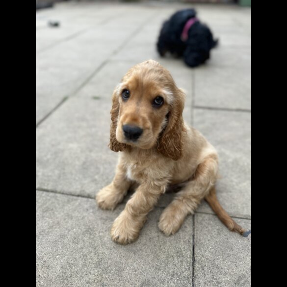 Cocker Spaniel (Working &amp; Show) - Dogs