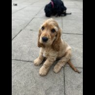 Cocker Spaniel (Working &amp; Show) - Dogs