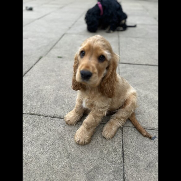 Cocker Spaniel (Working &amp; Show) - Dogs