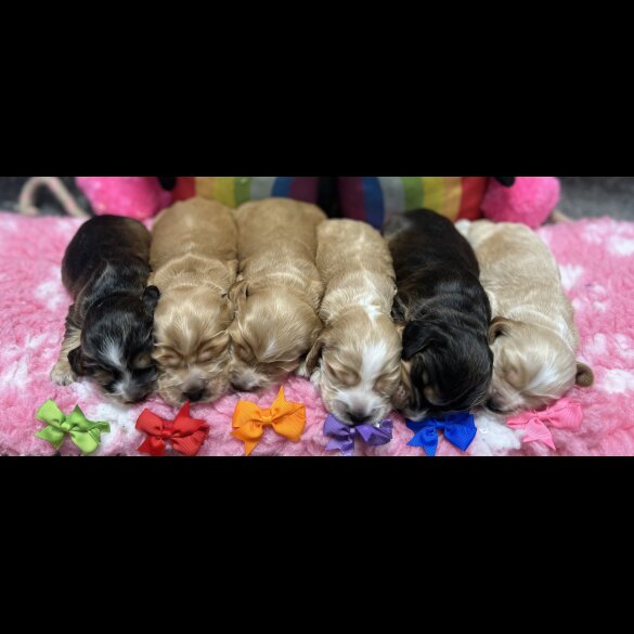 Cocker Spaniel (Working &amp; Show) - Both