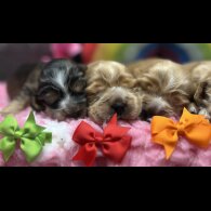 Cocker Spaniel (Working &amp; Show) - Both