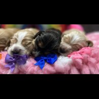 Cocker Spaniel (Working &amp; Show) - Both