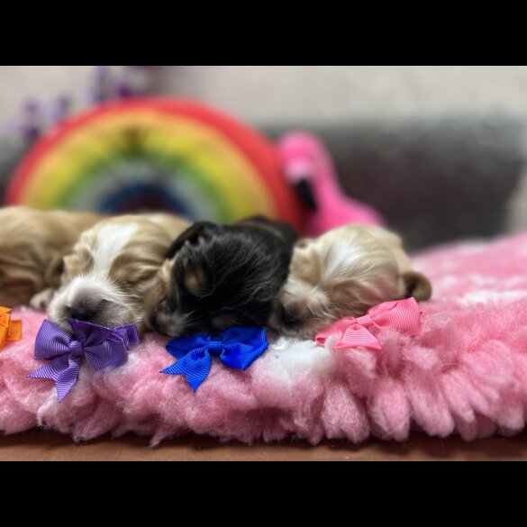Cocker Spaniel (Working &amp; Show) - Both