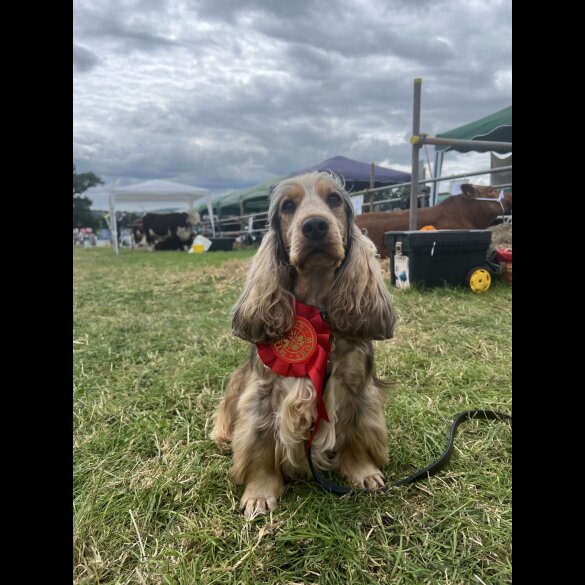 Cocker Spaniel (Working &amp; Show) - Both