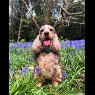 Cocker Spaniel (Working &amp; Show) - Both