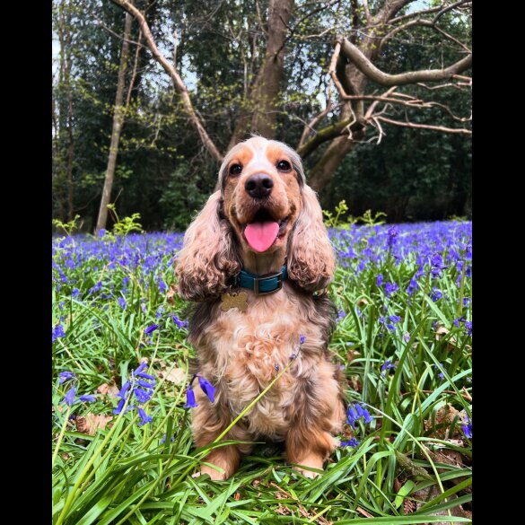 Cocker Spaniel (Working &amp; Show) - Both