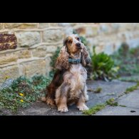 Cocker Spaniel (Working &amp; Show) - Both