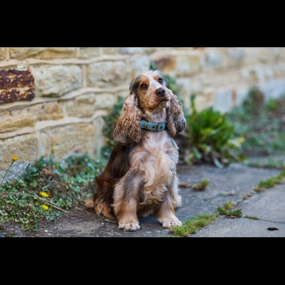Cocker Spaniel (Working &amp; Show) - Both