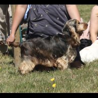Cocker Spaniel (Working &amp; Show) - Both