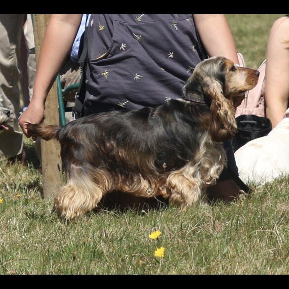 Cocker Spaniel (Working &amp; Show) - Both