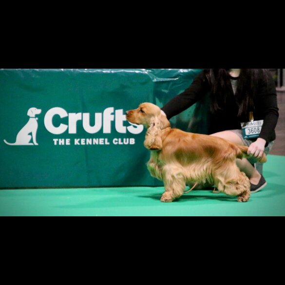 Cocker Spaniel (Working &amp; Show) - Both