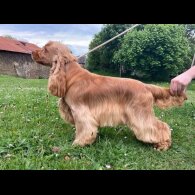 Cocker Spaniel (Working &amp; Show) - Both