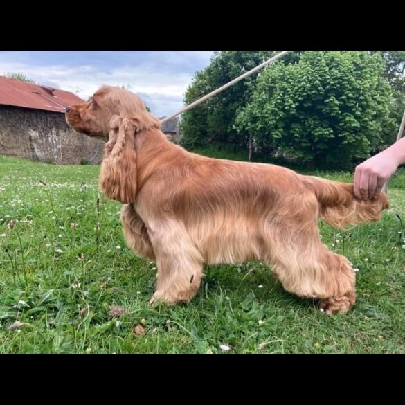 Cocker Spaniel (Working &amp; Show) - Both