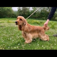 Cocker Spaniel (Working &amp; Show) - Both