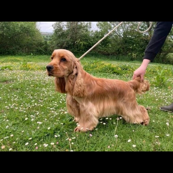 Cocker Spaniel (Working &amp; Show) - Both