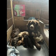 Cocker Spaniel (Working &amp; Show) - Dogs