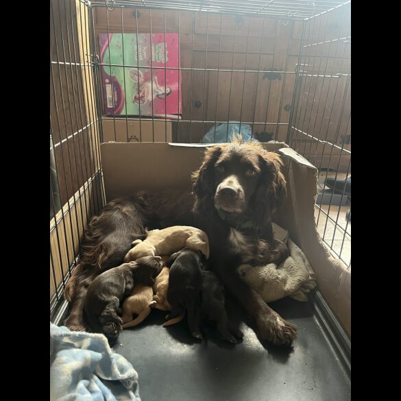 Cocker Spaniel (Working &amp; Show) - Dogs