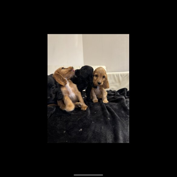 Cocker Spaniel (Working &amp; Show) - Both