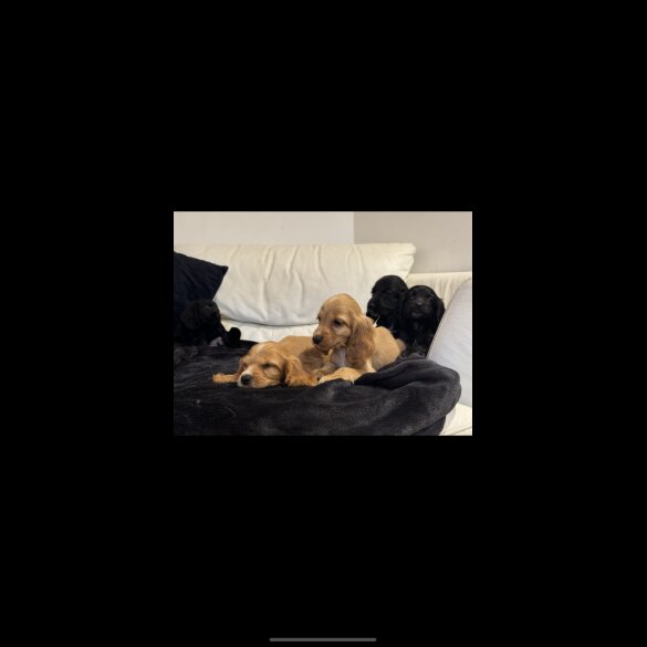 Cocker Spaniel (Working &amp; Show) - Both