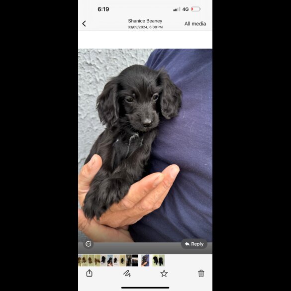 Cocker Spaniel (Working &amp; Show) - Both