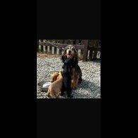 Cocker Spaniel (Working &amp; Show) - Both