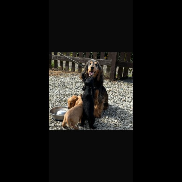 Cocker Spaniel (Working &amp; Show) - Both