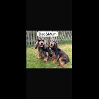 Cocker Spaniel (Working &amp; Show) - Both