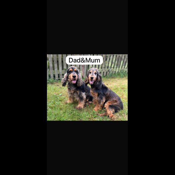 Cocker Spaniel (Working &amp; Show) - Both