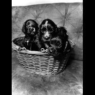 Cocker Spaniel (Working &amp; Show) - Both