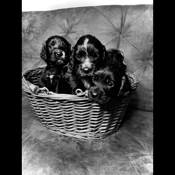 Cocker Spaniel (Working &amp; Show) - Both