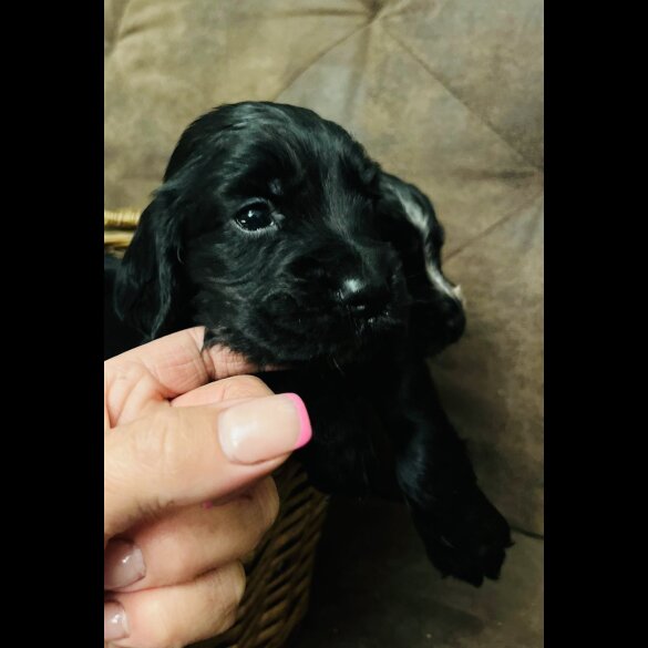 Cocker Spaniel (Working &amp; Show) - Both