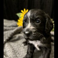 Cocker Spaniel (Working &amp; Show) - Both