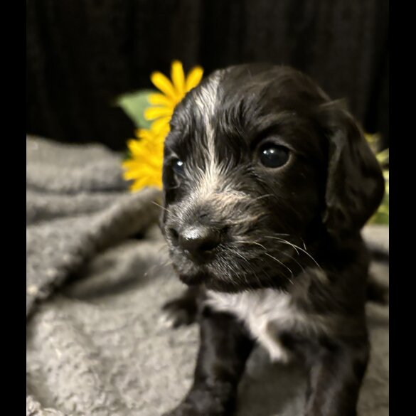 Cocker Spaniel (Working &amp; Show) - Both