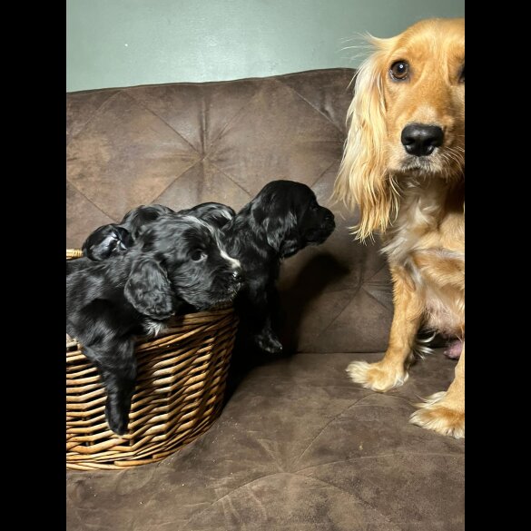 Cocker Spaniel (Working &amp; Show) - Both