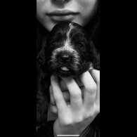 Cocker Spaniel (Working &amp; Show) - Both
