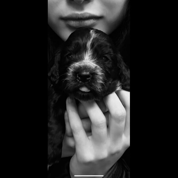 Cocker Spaniel (Working &amp; Show) - Both