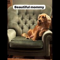 Cocker Spaniel (Working &amp; Show) - Both
