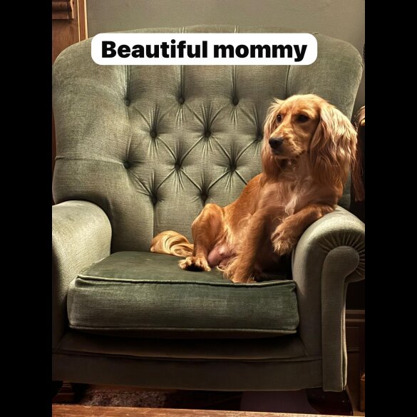 Cocker Spaniel (Working &amp; Show) - Both